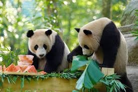 Two giant pandas enjoying fruit in a leafy habitat